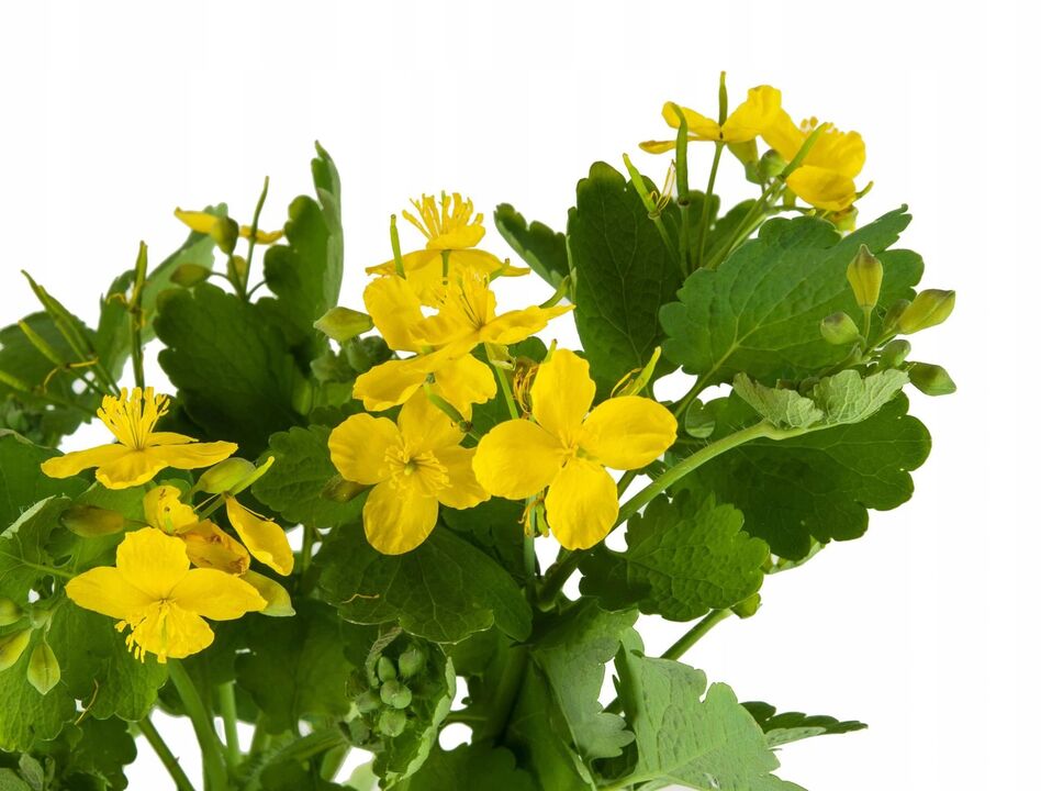 celandine herb against mold