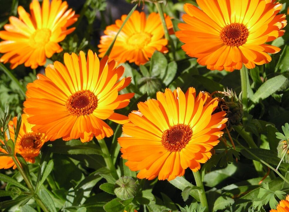 Calendula - a popular remedy to get rid of foot fungus